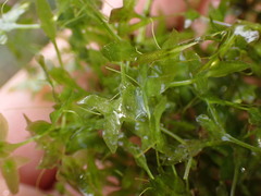 Lemna trisulca