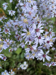 Symphyotrichum cordifolium