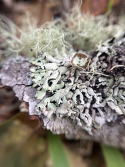 Hypogymnia imshaugii