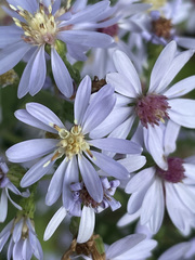 Symphyotrichum cordifolium