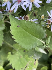Symphyotrichum cordifolium
