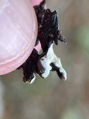Hypogymnia imshaugii