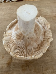Lactifluus