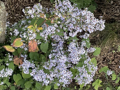 Symphyotrichum cordifolium