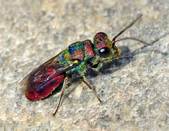 Chrysura hybrida