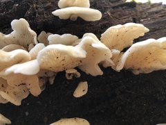 Pleurocybella porrigens