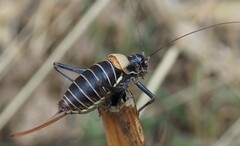 Lluciapomaresius stalii