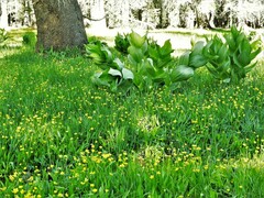 Ranunculus alismifolius