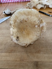 Lactifluus