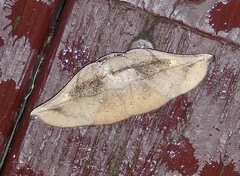 Xenomusa metallica