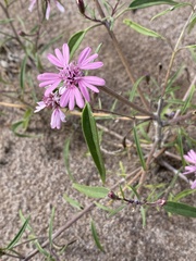 Palafoxia sphacelata