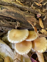 Kuehneromyces