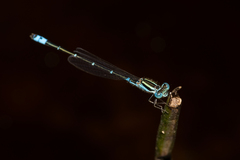 Austroagrion watsoni