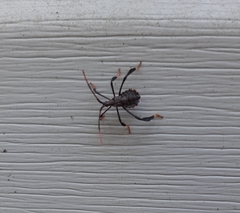 Acanthocephala terminalis