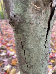 Lecanora thysanophora