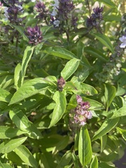 Ocimum