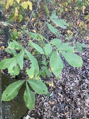 Carya texana