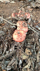 Russula emetica