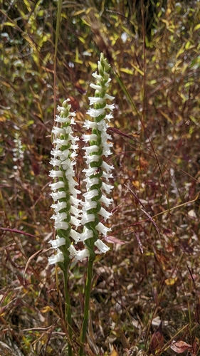 nodding lady's tresses (Spiranthes cernua)