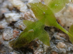 Lemna trisulca
