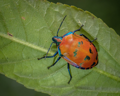 Tectocoris diophthalmus