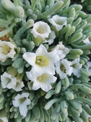 Nolana crassulifolia