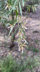 Baccharis neglecta