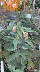 Hibiscus lasiocarpos