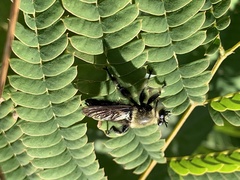Laphria affinis
