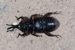 Scyphophorus