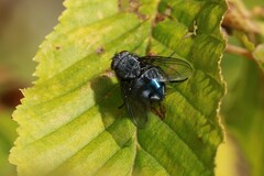 Calliphora vicina