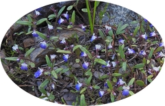 Collinsia torreyi wrightii