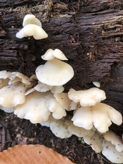 Pleurocybella porrigens