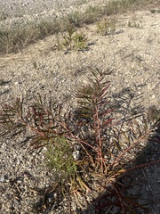 Stillingia texana