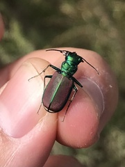 Cicindela splendida