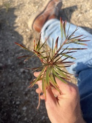 Stillingia texana