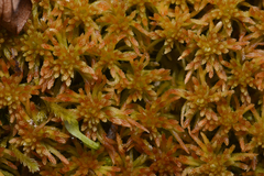 Sphagnum fuscum