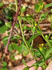 Dittrichia graveolens