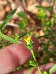 Dittrichia graveolens