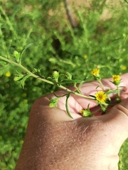 Dittrichia graveolens