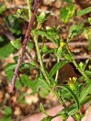 Dittrichia graveolens