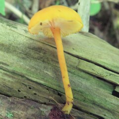 Cyptotrama chrysopepla