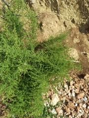 Dittrichia graveolens