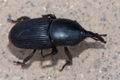 Scyphophorus