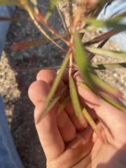 Stillingia texana