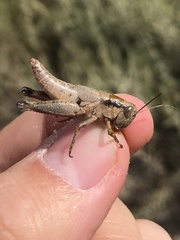 Melanoplus ozarkensis