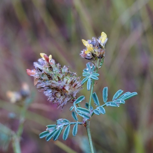 Image of Dalea brachystachya by (c) Andrew Tree, some rights reserved (CC BY)