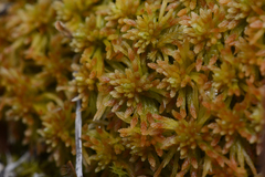 Sphagnum fuscum