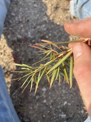 Stillingia texana
