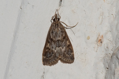 Loxostege allectalis